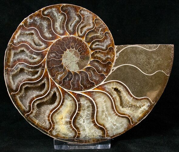 Agatized Ammonite Fossil (Half) #17870